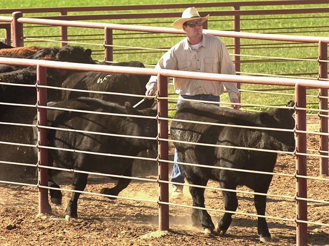 A new corral is something you&#039;ll live with for years, so don&#039;t be afraid to ask for advice from Extension, veterinarians and other producers. (Progressive Farmer photo by Jim Patrico)